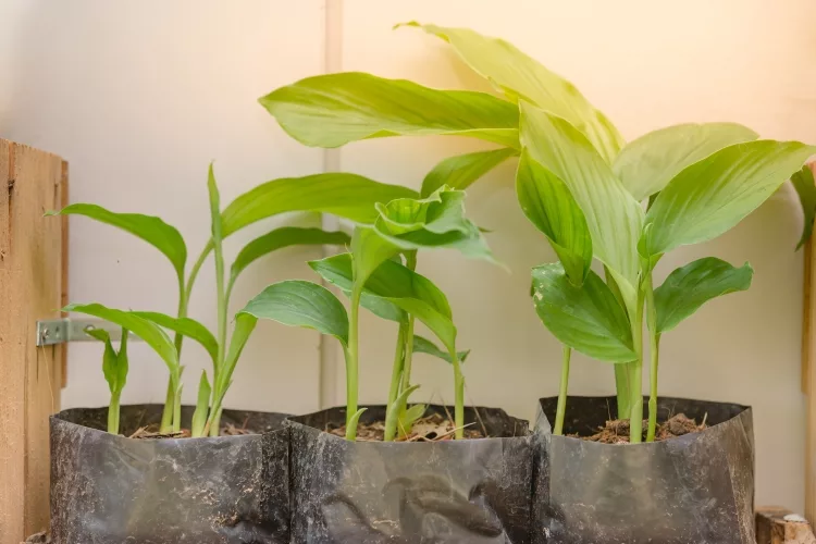 Essential Tips for Farming in Grow Bags:
