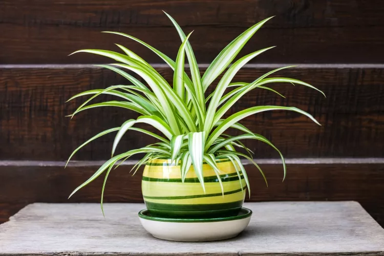 15 Plants that Absorb Radiations: