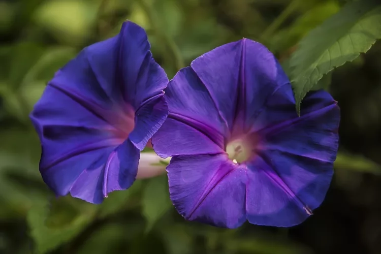 10 Flowers That Bloom at Night And Have Sweet Fragrance