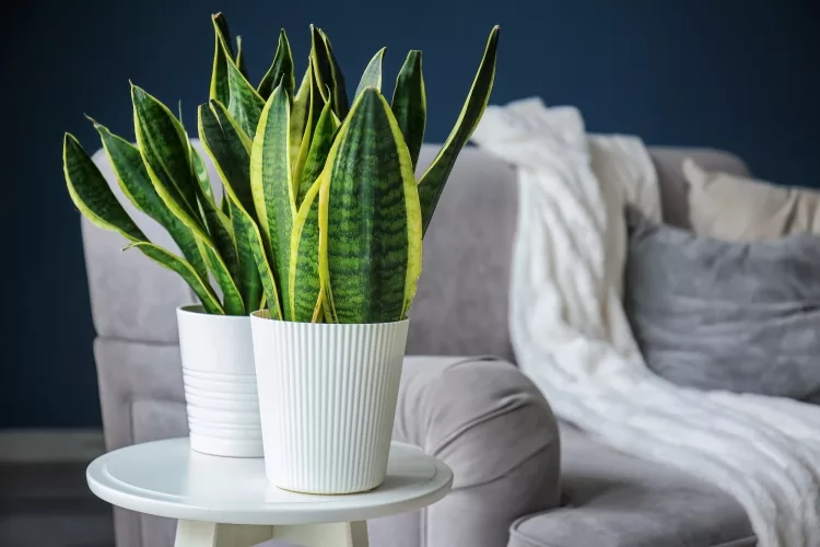 Ten House Plants to help you with your headache: