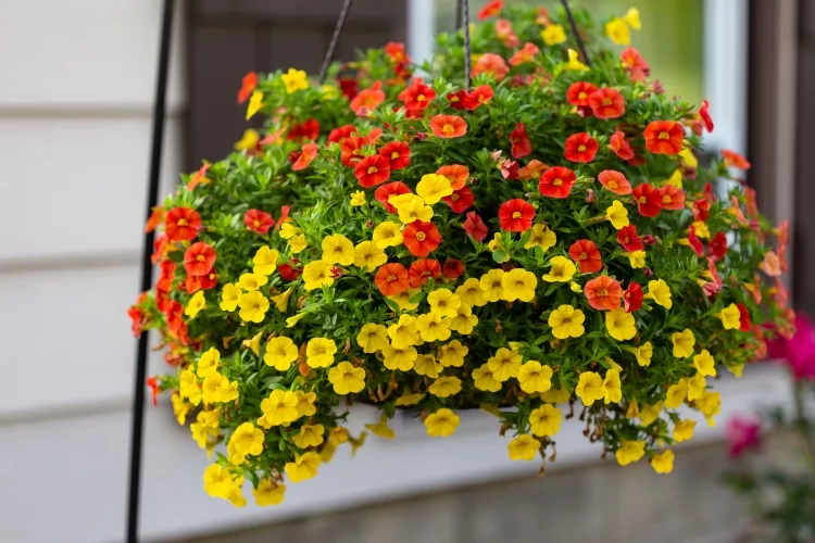 Best Plants for Hanging Baskets for Outdoors: