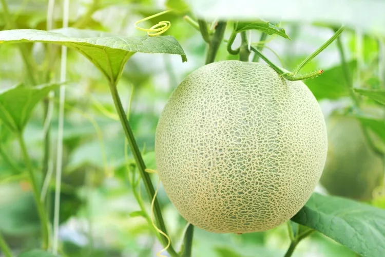 Tropical fruits.