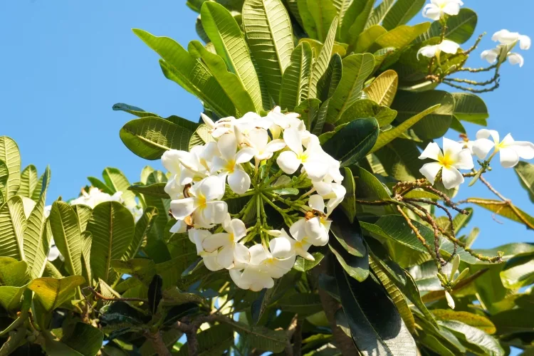 Plumeria Alba: