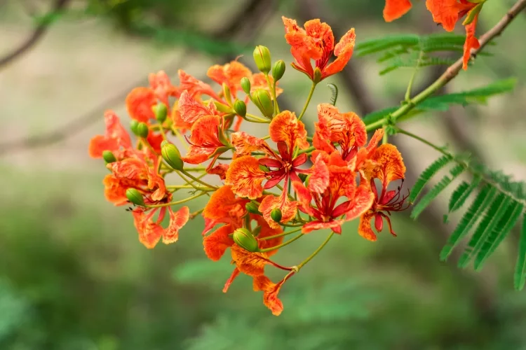 Gulmohar