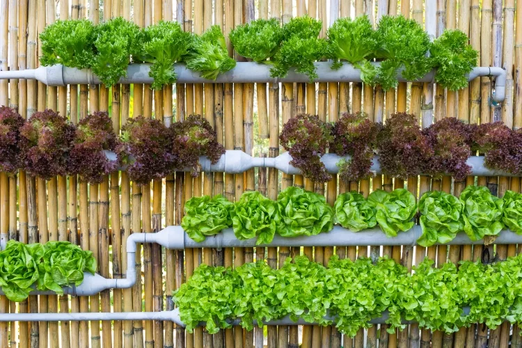 10 Best Tips for Vertical Gardening: 