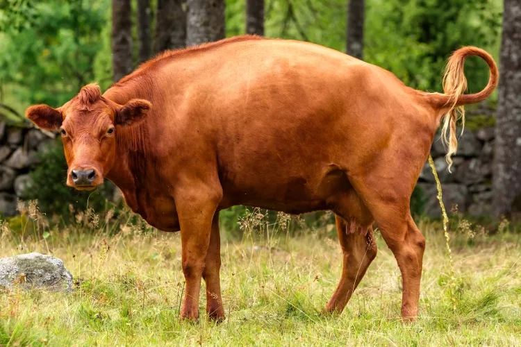 Cow Urine