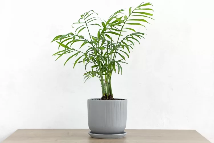 Areca Palm