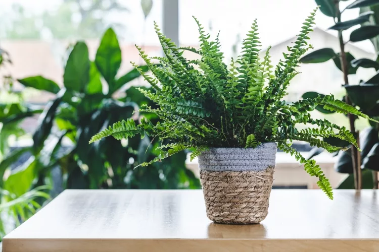 The Boston fern