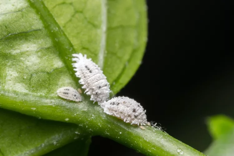 Mealybugs: