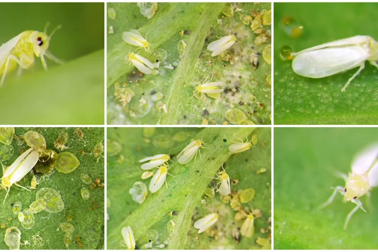 Whitefly :