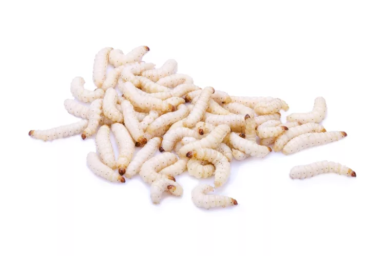 Maggots: