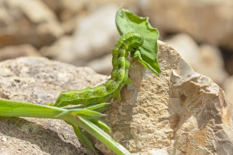 Cutworms: