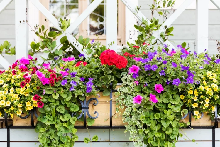 Garden Window Boxes