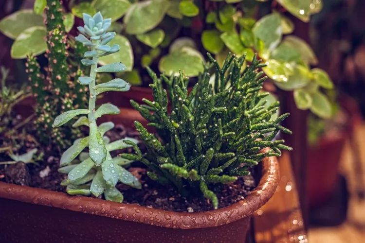 One-Pot Gardening