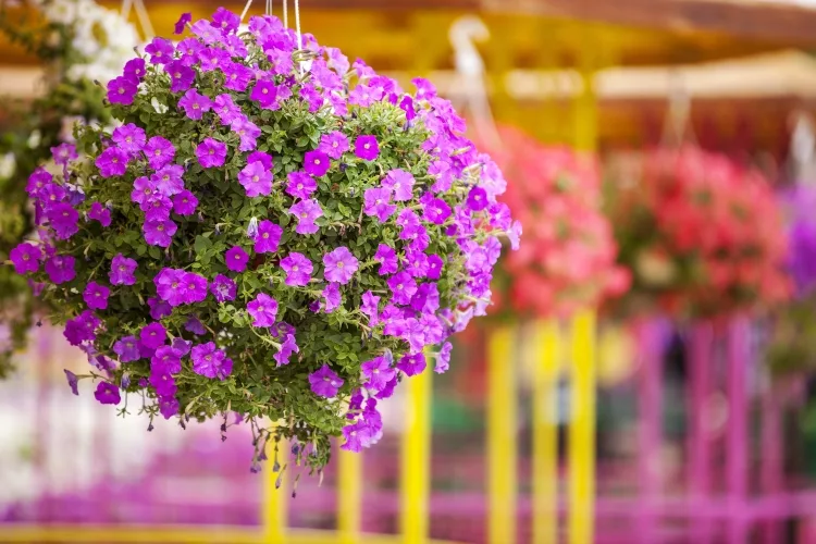 Hanging Planters