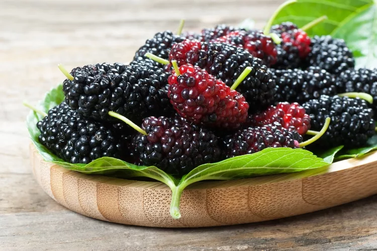 15 Easiest Fruits to Grow in Pots