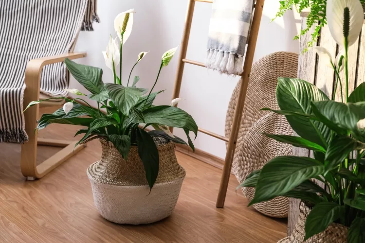 Top Decorative Indoor Plants