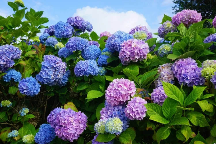 HYDRANGEA (Hydrangeaceae)