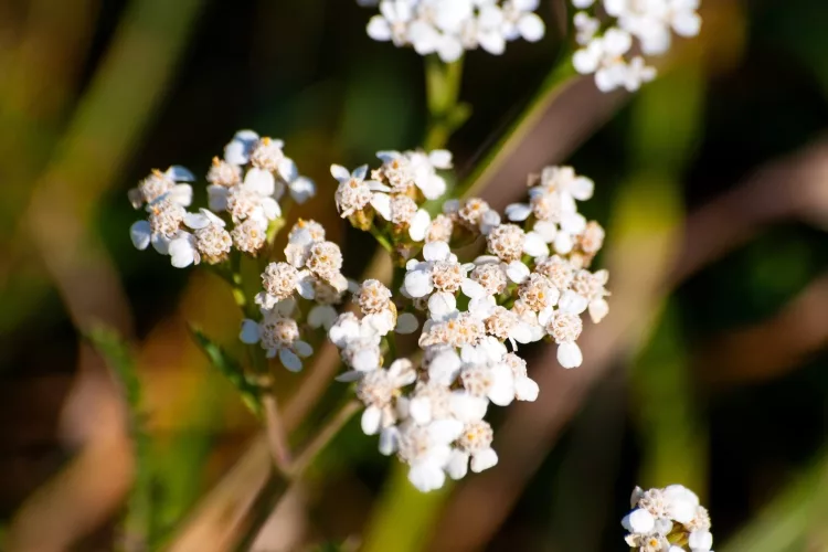 WATER HEMLOCK (Cicuta)