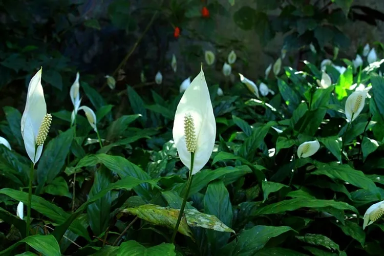 Peace lily