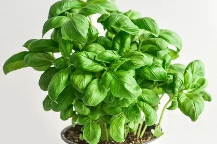 Indian Basil