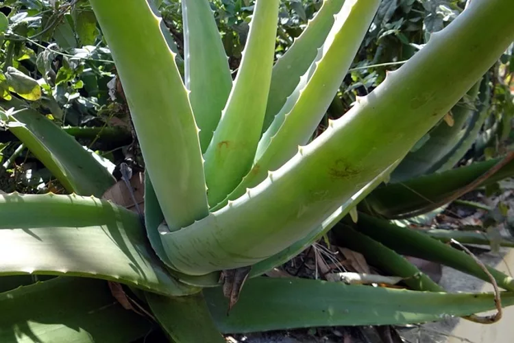 Aloe Vera