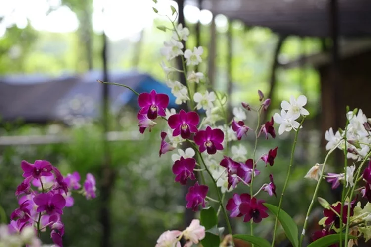 Ladies' slipper orchid