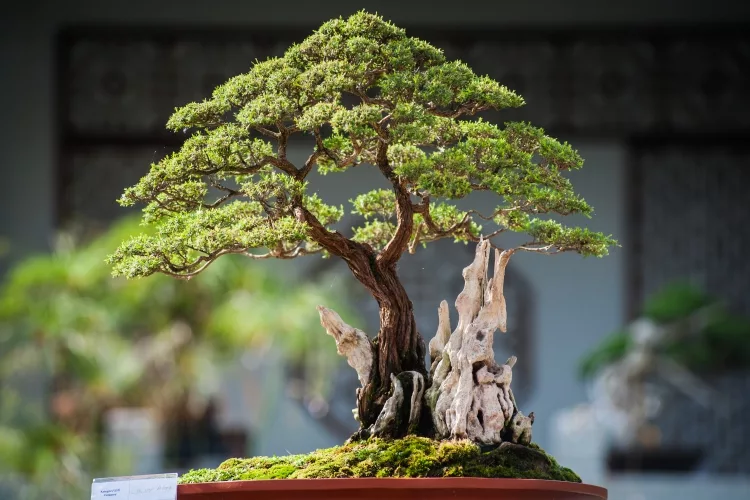 Fast-Growing Bonsai