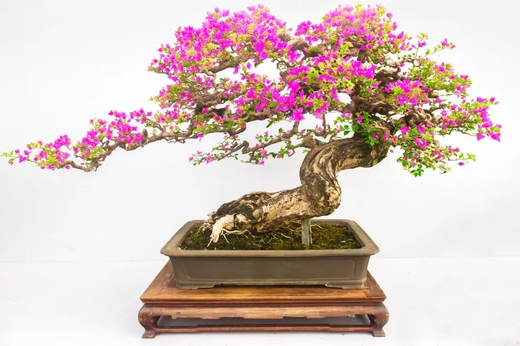 Bougainvillea Bonsai