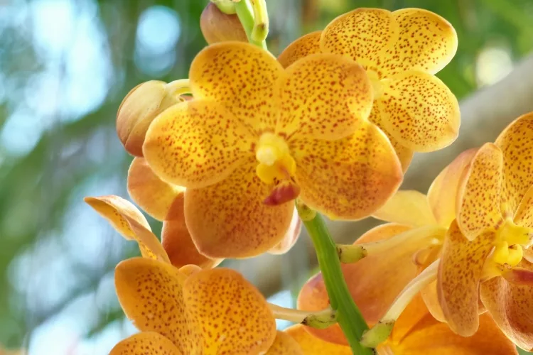  30 Exotic Plants that are available in India: 