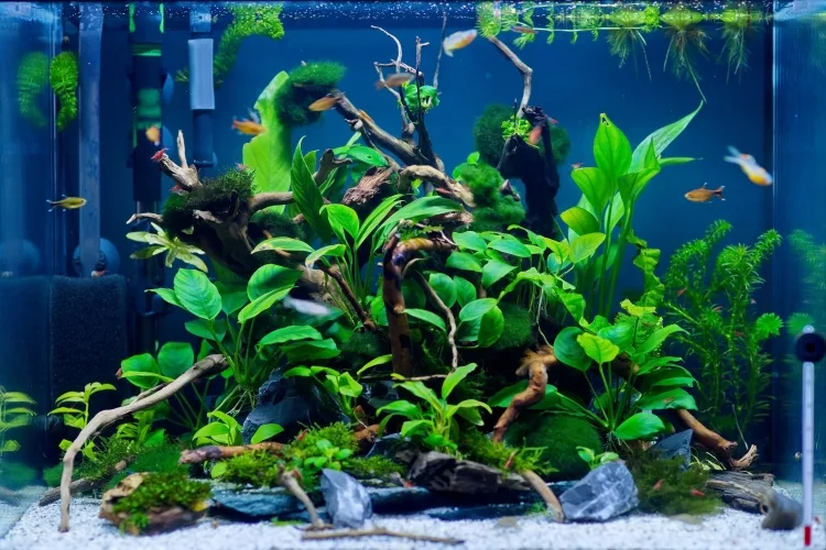 Plants that Grow Underwater