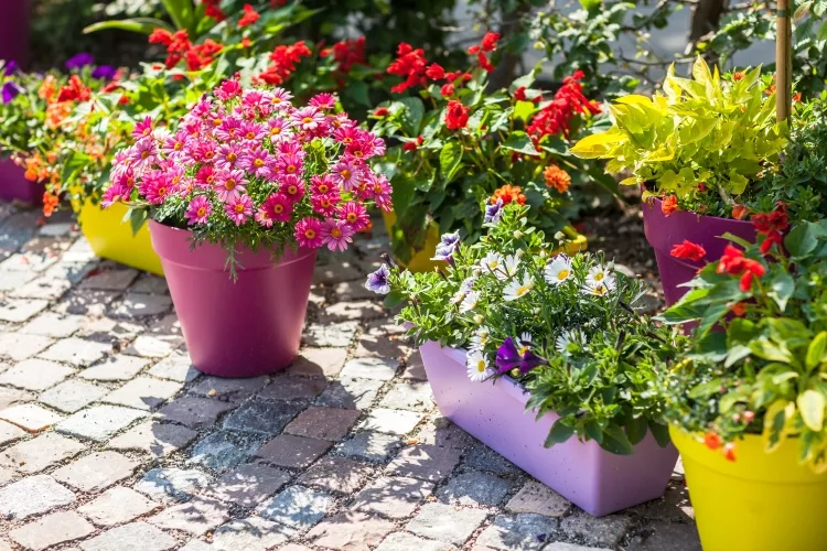 How to keep Outdoor Potted Plants from Blowing Over?
