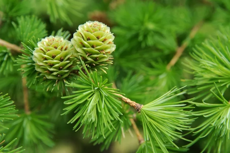  Top 10 Gymnosperm plants found in India (South Asia) 