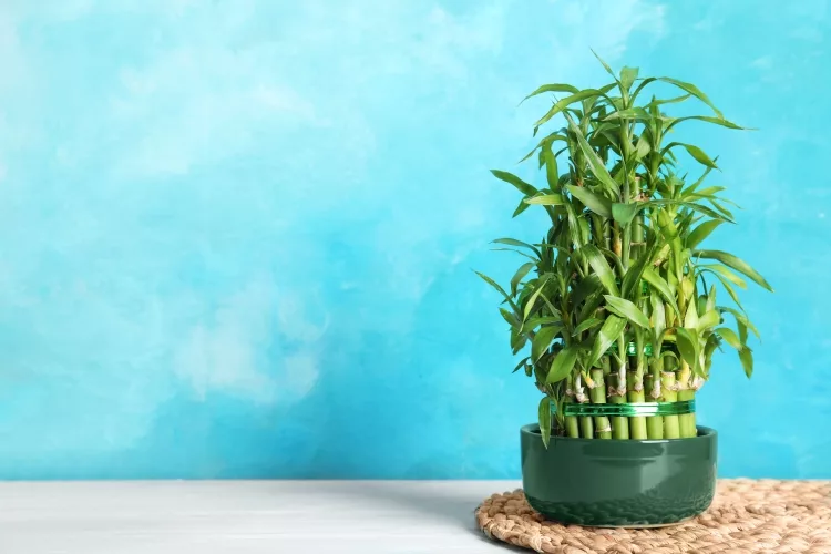 THE LUCKY BAMBOO PLANT: