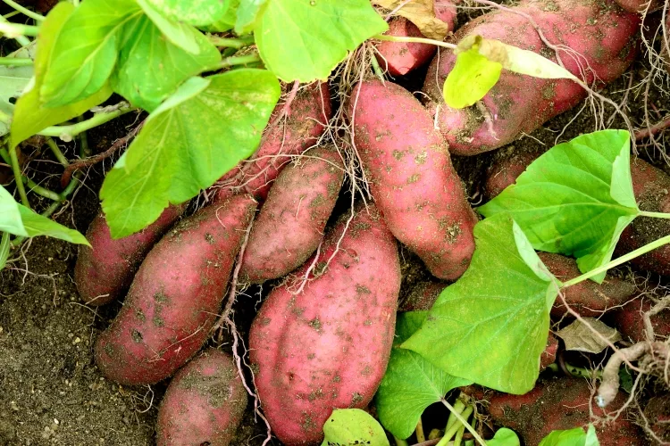 Sweet Potato leaves (Shakarkandi)