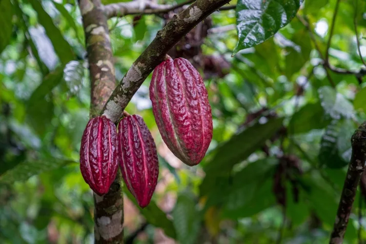 Chocolate flower: