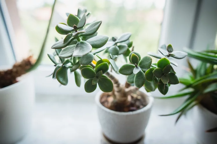 Jade Plant (Crassula Ovata)