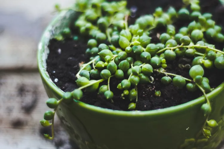 A string of Pearl Plants (Senecio rowleyanus)