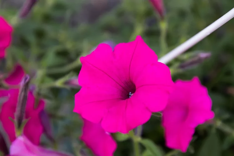 Ipomoea violacea