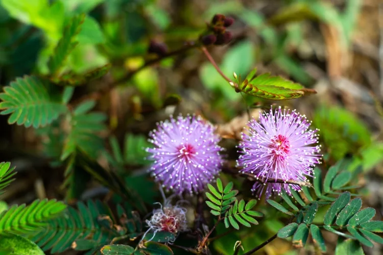 Mimosa pudica