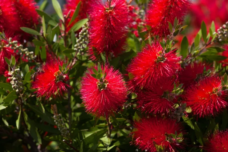 Bottlebrushes