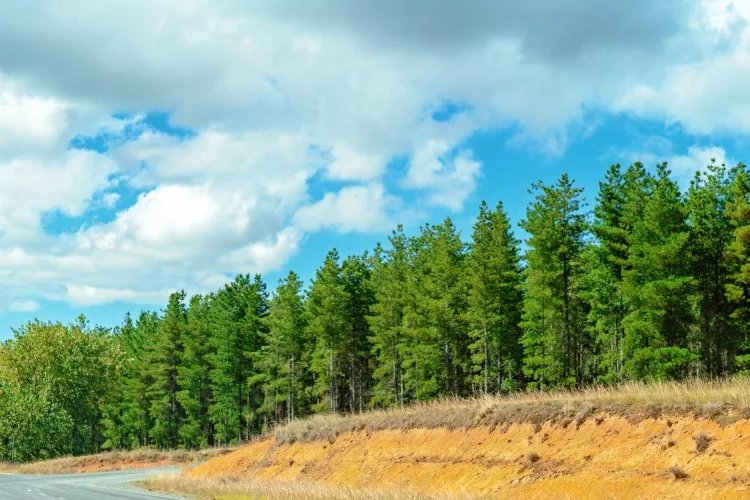 Australian Pine Tree