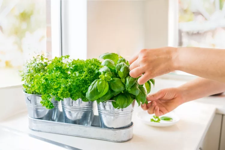 Can you grow veggies in Pots?