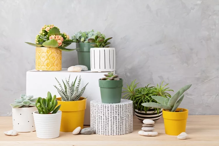 Top 10 Best Pots for Indoor Plants