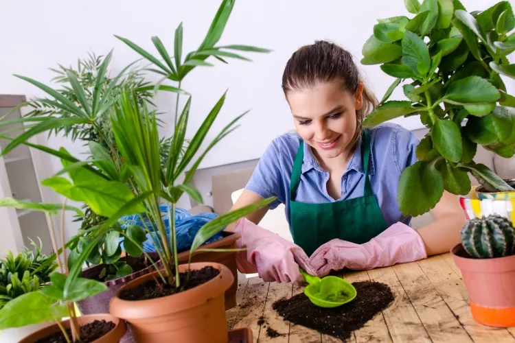 Top 10 Best Fertilizers for Indoor Plants
