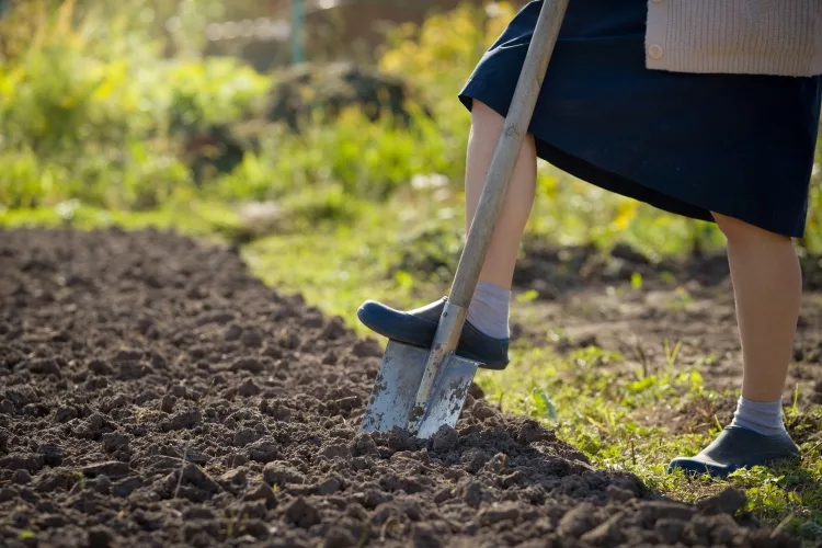 Top 8 Best Shovel for Digging up Roots