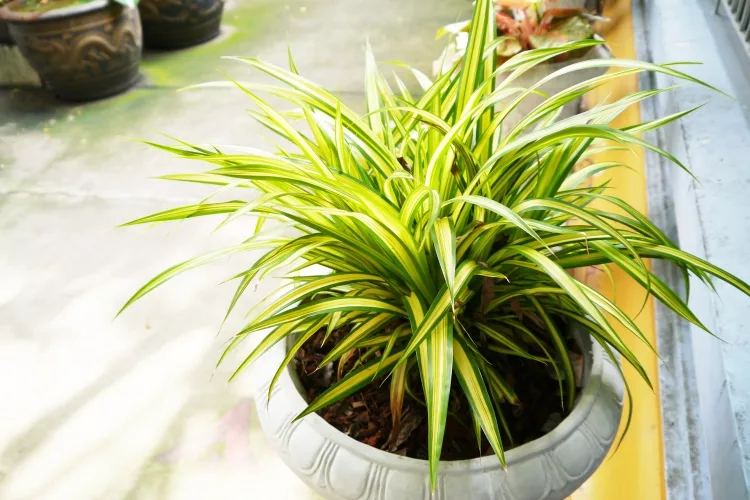 SPIDER PLANT: