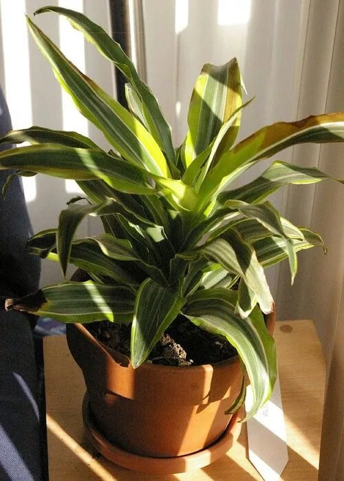 CHINESE EVERGREEN: