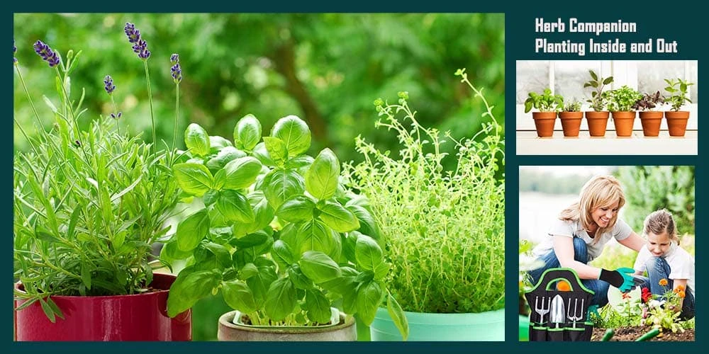 Herb Companion Planting Inside And Out
