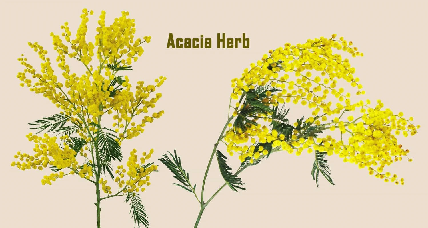 Botanical Names for Acacia